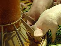 Schweinemast_Futter.jpg 