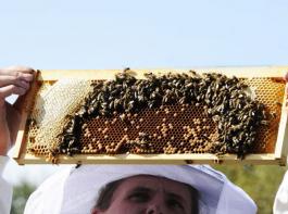 Pollen von MON810-Pflanzen ist als 
