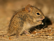 maus.jpg Nager, Maus
