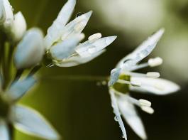 B�rlauchbl�te.&copy; Christina Casper/Aboutpixel