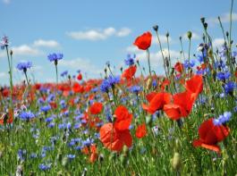 Bei Ma�nahmen des VNP m�ssen die Landwirte vorab Kontakt mit der unteren Naturschutzbeh�rde am zust�ndigen Landratsamt aufnehmen. &copy; fotolia.com