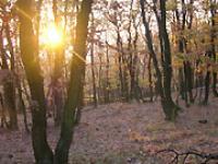af_wald4.jpg Wald