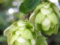 hopfen.gif 
