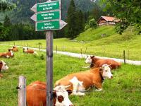 KueheBerge.jpg 