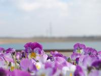 Landesgartenschau_Norderstedt2011_Seepromenade.jpg 