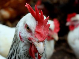Anfang Dezember mussten nach dem Ausbruch der Newcastle-Krankheit in der Schweiz 5.000 Tiere get�tet werden.&copy; SueSchi/pixelio