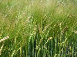 Landwirt Josef W�rl ist mit der Entwicklung seiner Sommergerste zufrieden.&copy; Julia Zwingmann