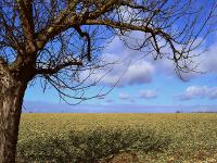 Fruehling_baum.jpg 