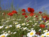 ft_amridesign.JPG Mohn, Blumen, Wiese