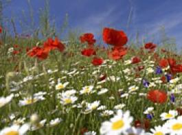&copy; amridesign/Fotolia