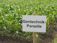 lp_genmais_Christian-M�hlha.jpg Gentechnik, Parzelle, Anbau