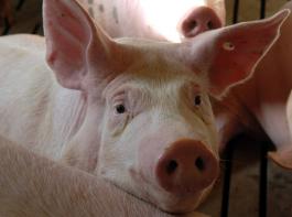 In Deutschland rechnet die AMI mit einer sinkenden Schweineproduktion. Sie soll um 2,8 Prozent zur�ckgehen.&copy; Landpixel