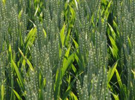 Die EU, Argentinien und die Schwarzmeerl�nder spielen beim Weizenexport eine gro�e Rolle. Die Best�nde gehen jedoch stark zur�ck - prognostiziert der IGC.&copy; Hapo/landpixel.de