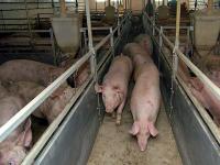 mastschweine_im_stall..jpg 