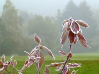 Frost_Herbst.jpg 
