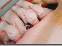  ferkel, s�ugen, sau