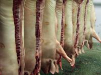 Schlachtschweine.jpg 