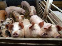 Schweinestall-mit-Jungschweinen.jpg 