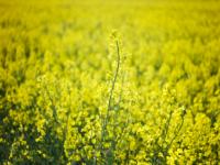 iStock_000012960816XSmall.jpg 
