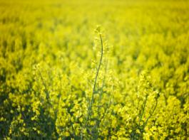 (Bild: iStockphoto)