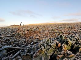 Heimische Sch�dlinge haben den Frost der letzten Wochen gut �berstanden. Lediglich mit weniger Blattl�usen darf gerechnet werden.&copy; M�hlhausen/landpixel