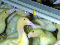 _AUFM_dlz_gef_07_ente 