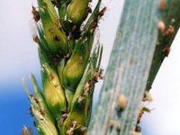 17 Insektizide Getreide_Foto 2.jpg 
