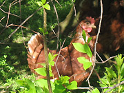 huhn2dostofarm.jpg 