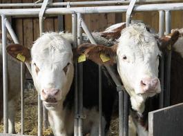 Aufgrund der D�rre sind die Z�chter dazu gezwungen, ihre Rinder fr�her als sonst an Mastbetriebe zu verkaufen.&copy; Christian M�hlhausen/www.landpixel.eu