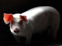 Schwein_Mast_Laeufer.jpg 