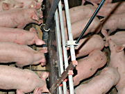 schweine5.jpg Schweine
