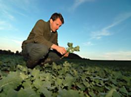 Junger Landwirt bei der Kontrolle eines Rapsbestandes vor Winter.&copy; M�hlhausen/landpixel