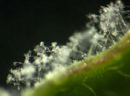 Forscher haben das Erbgut des Pflanzensch�dlings 