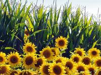 aufmacher_sonnenblumen.jpg 