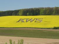 KWS_Rapsfeld.jpg 