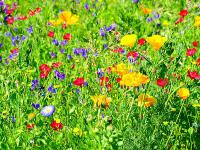Blumenwiese.jpg 