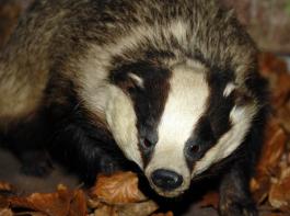 Dem Dachs wird nun in England auf die Pelle ger�ckt, weil er f�r die Ausbreitung der Rindertuberkulose verantwortlich sein soll.&copy; Landpixel