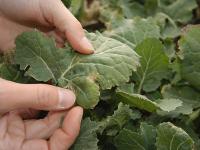 Phoma.jpg 