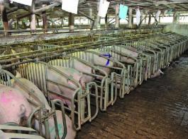 Kopfzerbrechen bereitet vielen Sauenhaltern vor allem die Umnutzung vorhandener Kastenst�nde f�r die Gruppenhaltung. 