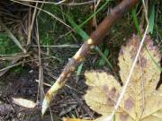Teaser Bild