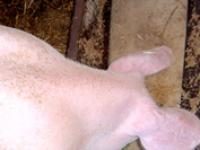 Schweinefutter_by_VGMeril_p.jpg 