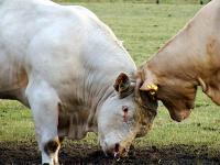 BulleCharolais.jpg 
