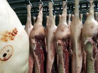 Schlachtschweine.jpg 