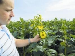 Ren� Kolbe von der Agrarkooperation Pahren im th�ringischen Vogtland sammelt bereits seit 2007 Erfahrungen mit der Durchwachsenen Silphie.&copy; Gaul