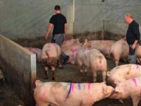 Schweinestall_aufm.jpg 