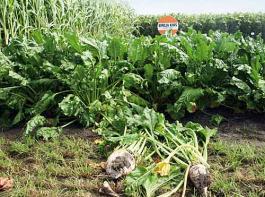 Regional spielt die Zuckerr�be als Biogassubstrat zunehmend eine gr��ere Rolle. 