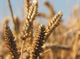 Weizen gedeiht dieses Jahr offenbar gut. Die globale Erntemenge erreicht mit 694 Millionen Tonnen eine neue Rekordh�he.&copy; HB1111/aboutpixel.de