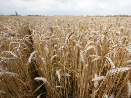 Vor allem der Weizen, aber ebenso der Mais und Soja m�ssen derzeit empfindliche Verluste hinnehmen.&copy; Bayer CropScience