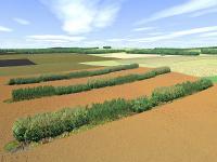Agroforstsystem.jpg 