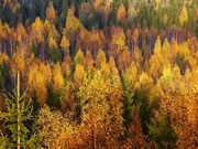 ft_Wald_Mikko-Pitkänen.jpg Wald